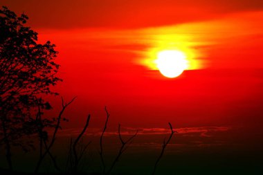 Kuru ağaç renkli bulut gökyüzü günbatımı sundawn ve siluet