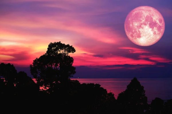Рожевий Місяць Назад Силует Дерева Завод Хмара Нічному Небі Елементи — стокове фото