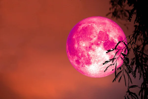 Super Rosa Luna Atrás Silueta Hojas Nube Cielo Nocturno Elementos — Foto de Stock