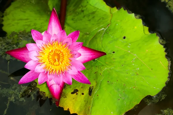 Lotus Flower Blooming Surface Swamp Full Leaves Water Surface — Stock Photo, Image