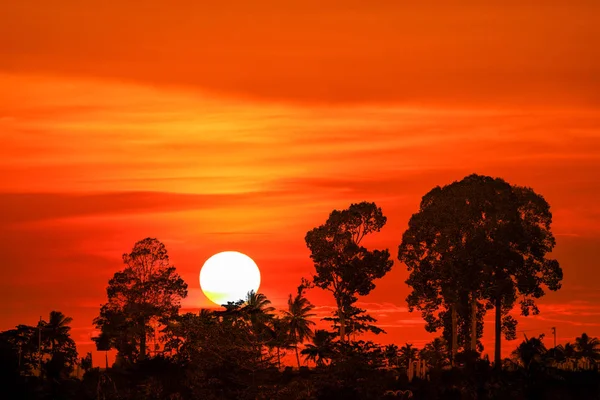 sunset back silhouette tree cloud on evening colorful sky