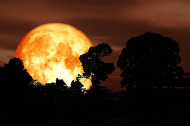 super blood moon back silhouette tree and plant and cloud on night sky, Elements of this image furnished by NASA clipart
