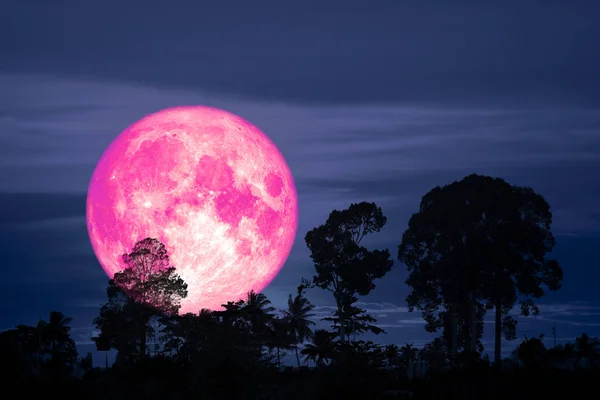Super Rosa Luna Atrás Silueta Árbol Nube Cielo Nocturno Elementos — Foto de Stock