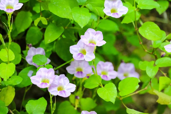 Thunbergia grandiflora is common name of Bengal clock vine, Blue Trumpet, Blue Skyflower, Skyflower, Clock vine, Heavenly Blue has white purple flower