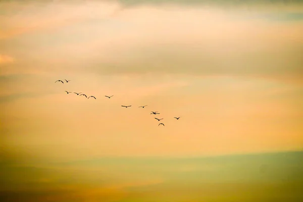 Birds Flying Home Sunset Sky Soft Cloud Background — Stock Photo, Image