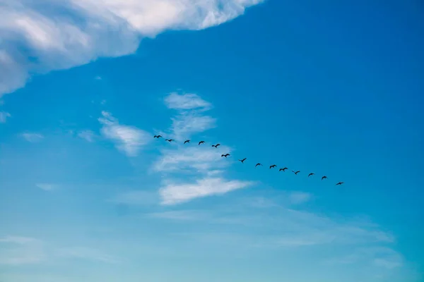 Uccelli Che Volano Casa Sfondo Bianco Cielo Blu Nuvola Morbida — Foto Stock