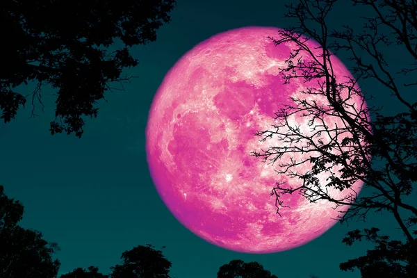 실루엣 식물과 밤 하늘에 나무에 다시 전체 빵 껍질 달 — 스톡 사진