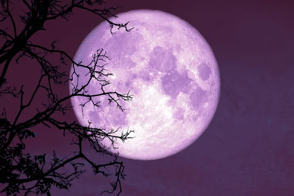 Bulan purnama kembali pada tanaman siluet dan pohon di langit malam — Stok Foto