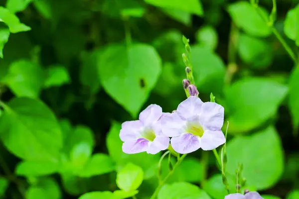 Bengal saat asma, mavi trompet, mavi Skyflower, Skyflower, Cloc — Stok fotoğraf