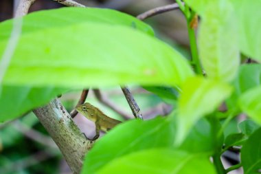 Kertenkele gizler avcısından kurtulmak için bush altında olduğunu