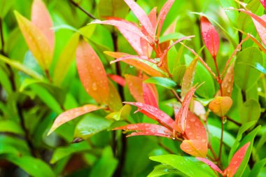 Genç tohum ve Christina kırmızı yaprakları olan growning