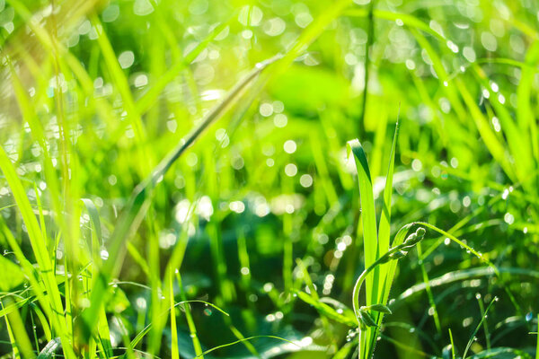 green grass in garden and blur of water drop on leaves