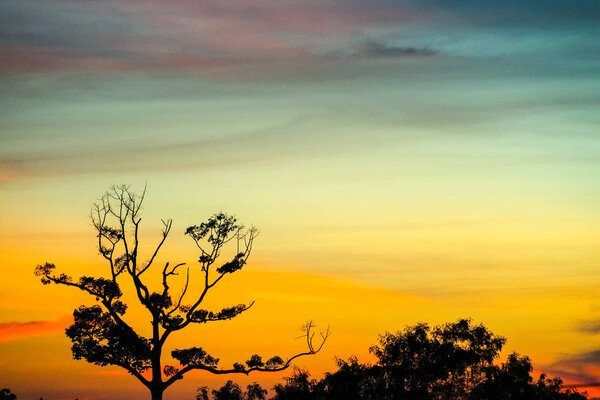 Silhouette dry branch tree on orange sunset sky