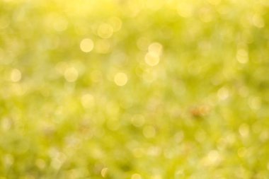 çim Bahçe su damlası yapraklarda sabah bulanıklık