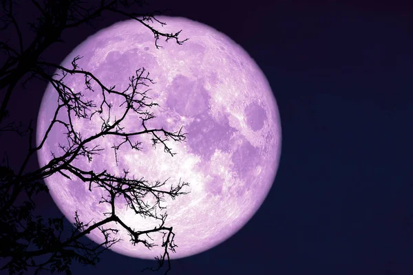 Full worm moon back on silhouette plant and trees on night sky — Stock Photo, Image