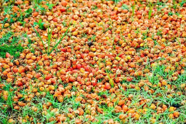 Semente de palma vermelha cair na grama verde no jardim — Fotografia de Stock