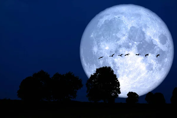 Super snow moon back silhouette bird ontree in field — Stock Photo, Image
