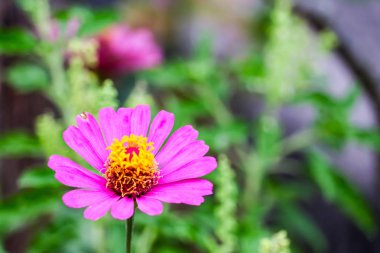Çiçeğe bakın eflatun renk çiçek ve yaprakları arka plan bulanıklık