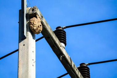 Yaban arıları fro önlemek için elektrik Kutbu üstüne yuva