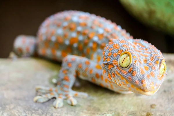 Gecko spadl ze stěny do vodní nádrže a vylezl na okraji basi — Stock fotografie