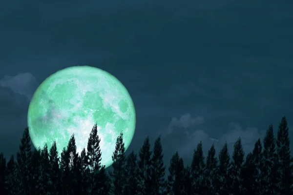 Super full egg moon back on silhouette pine on night the sky — Stock Photo, Image