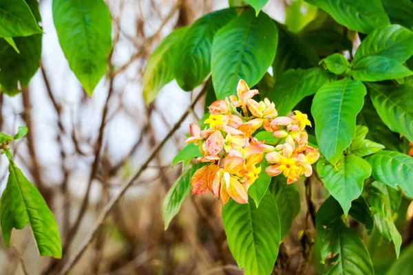 Blomfoder expanderat till fem LOB av orange rosa gul — Stockfoto