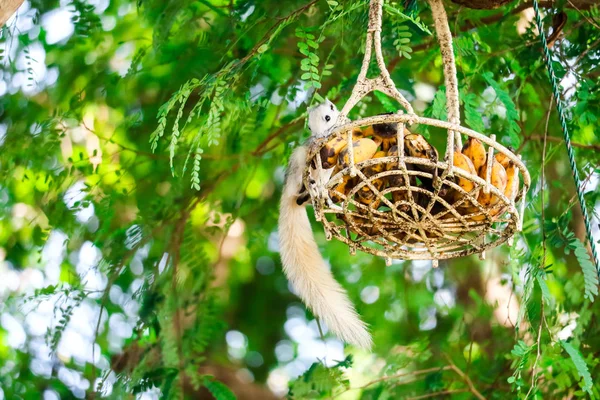 Squirrel menetes buah dalam keranjang tergantung di pohon — Stok Foto