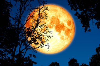 full crust moon back on silhouette plant and trees on night sky clipart