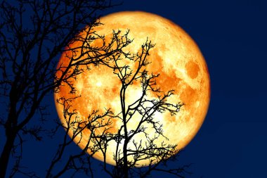 gece tam çimlenme ay geri siluet bitki ve ağaçlar 