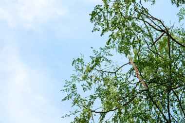 At turp ağaç veya baget beyaz ve sarı turuncu flowe vardır