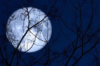 Süper yumurta ayda geri siluet bitki ve ağaçlar üzerinde gece sky