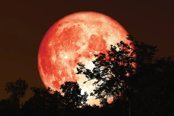 Luna llena de savia de vuelta en la silueta de la planta y los árboles en el cielo nocturno — Foto de Stock