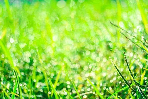 Hierba verde en el jardín y desenfoque de gota de agua en las hojas en la mañana — Foto de Stock