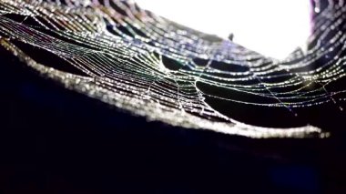 örümcek ağı üzerinde yağmur düşüşü ve Web üzerinde su asmak odak bulanıklık