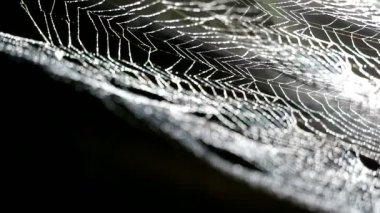 örümcek ağı üzerinde yağmur damlası ve Web 'de su asmak odak bulanıklık