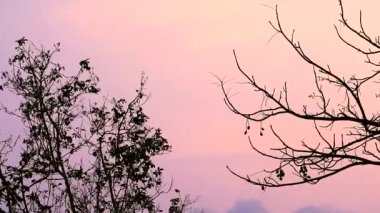 gün batımı gökyüzü siluet ağaç ve kuru şube