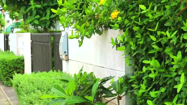 Albero verde della pianta e fiore giallo in giardino vicino al muro di cemento mossa dal vento — Video Stock