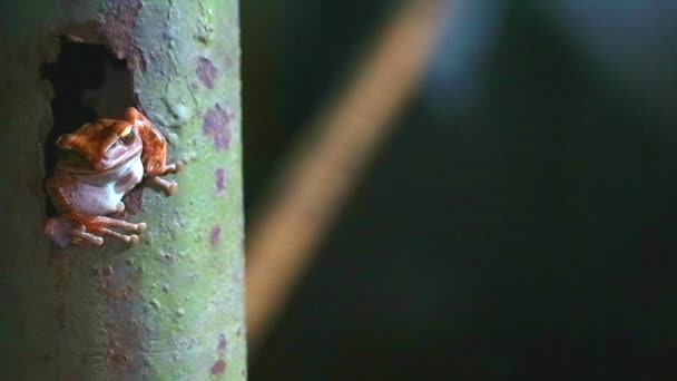Polypedates leucomystax hang op gat rust paal en als het leven nacht — Stockvideo
