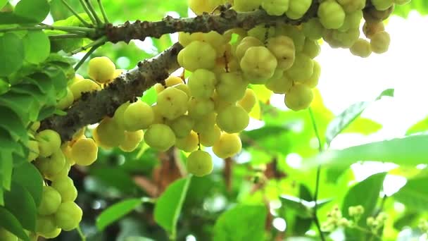 Star krusbär grönsaks frukt användbar kan använda både blad och rot behandling — Stockvideo