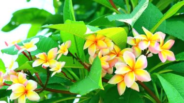 Plumeria pembe beyaz sarı çiçek Bahçe ve yaprakları üzerinde yağmur damlası çiçeklenme