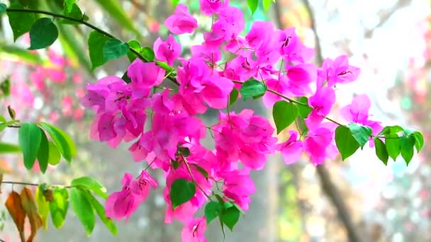 Bougainvillea Pink держит букет и качается по ветру в саду — стоковое видео