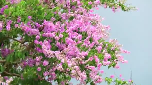 Yağmur sezonu fırtına gökyüzünde lagerstroemia speciosa pembe beyaz çiçek ve ağır Rüzgar — Stok video