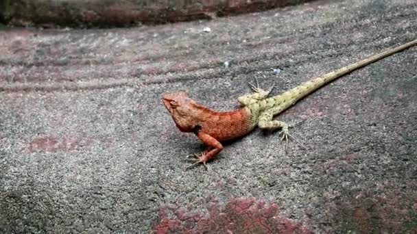 Tree lizard on the cement wall carefully and ready to run away when there is a danger — Stock Video