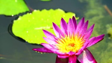 yaprakları üzerinde gölet ve yağmur sonbaharda yükselen Lotus pembe çiçek yansıması