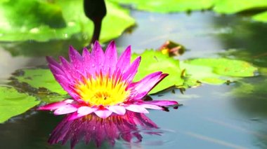 yaprakları üzerinde gölet ve yağmur sonbaharda Lotus pembe çiçek patlaması yansıması