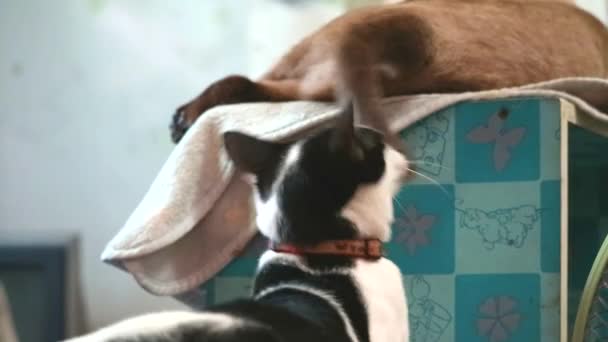 Фокус кошеня кота грати удар і біт до хвоста сиамської кішки — стокове відео