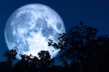 gece gökyüzünde siluet bitki ve ağaçlar tam SAP ay geri
