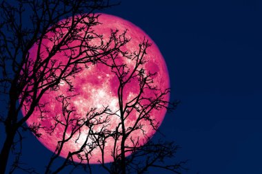 gece tam çimlenme ay geri siluet bitki ve ağaçlar 