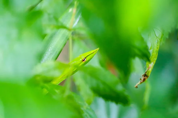 Serpientes verdes se esconden en hojas verdes — Foto de Stock