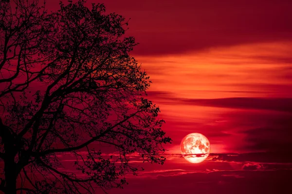 Bulan super darah kembali pada pohon siluet di langit malam — Stok Foto